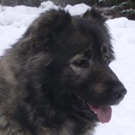 A Proper Introduction Image